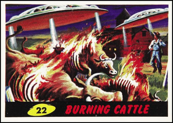 22 Burning Cattle
